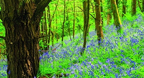 British wildlife scene
