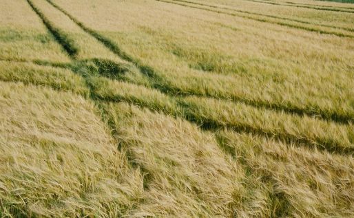 Field Tracks