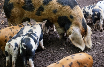Organic Oxford rare breed pigs