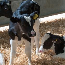 Calves
