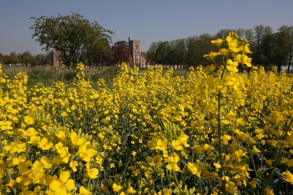 Oil seed rape with main building in background