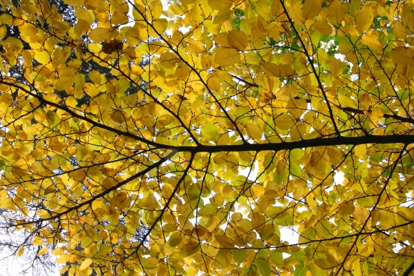 Leaves on a tree
