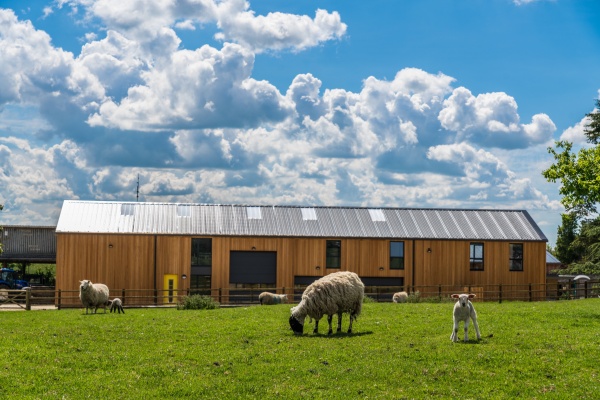 Sheep and lambs in field