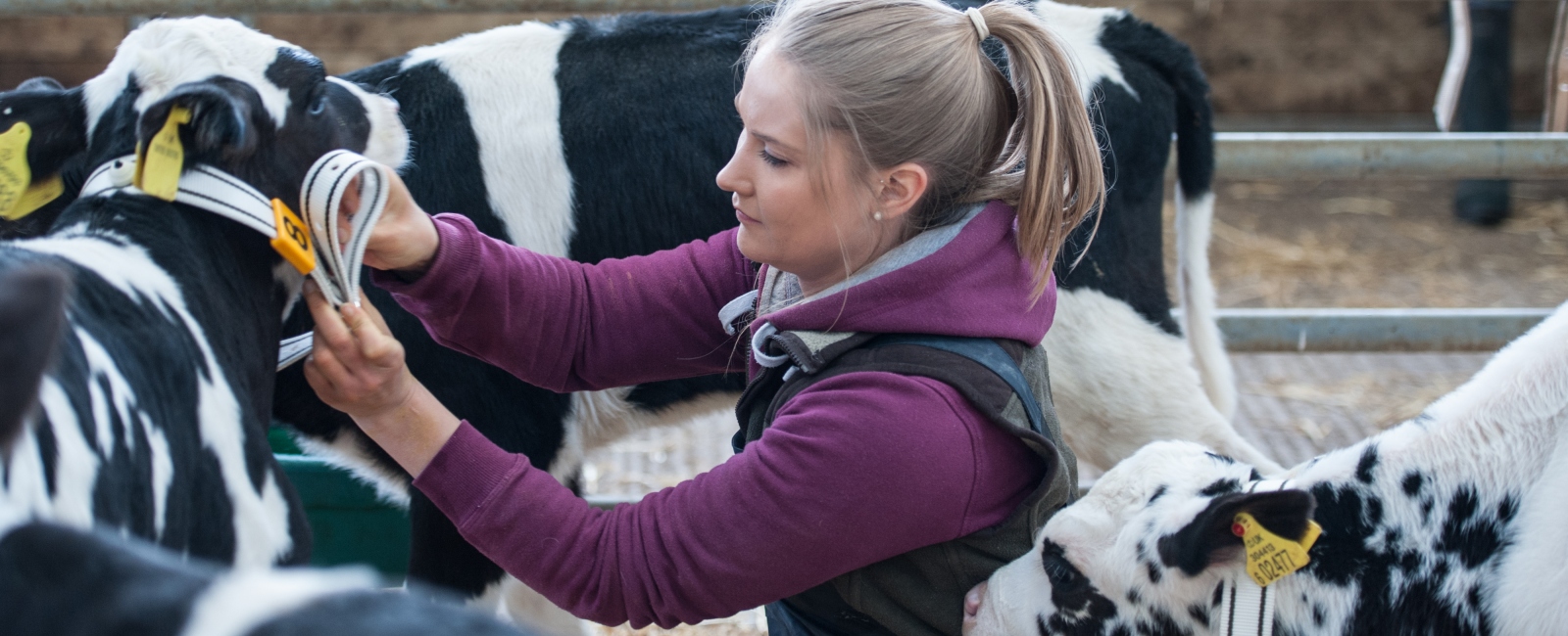 Student putting smart collar on calf