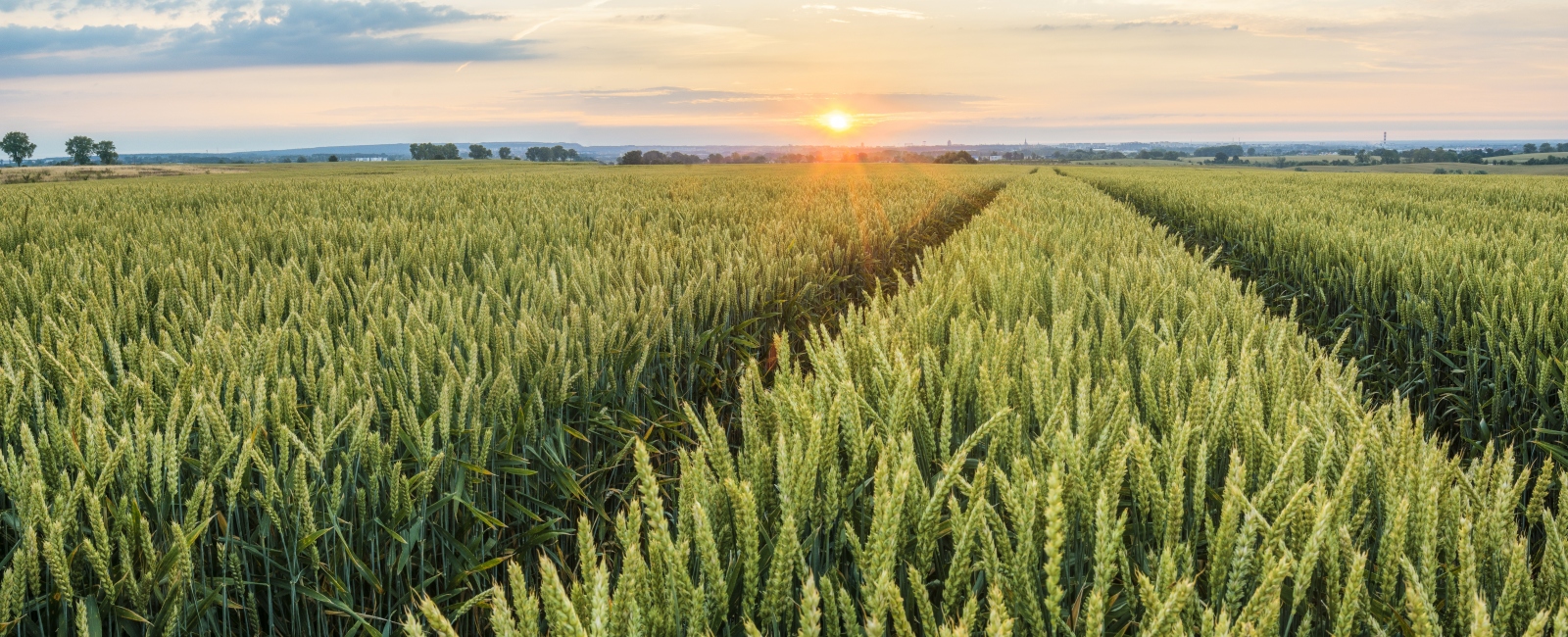 running through fields of wheat