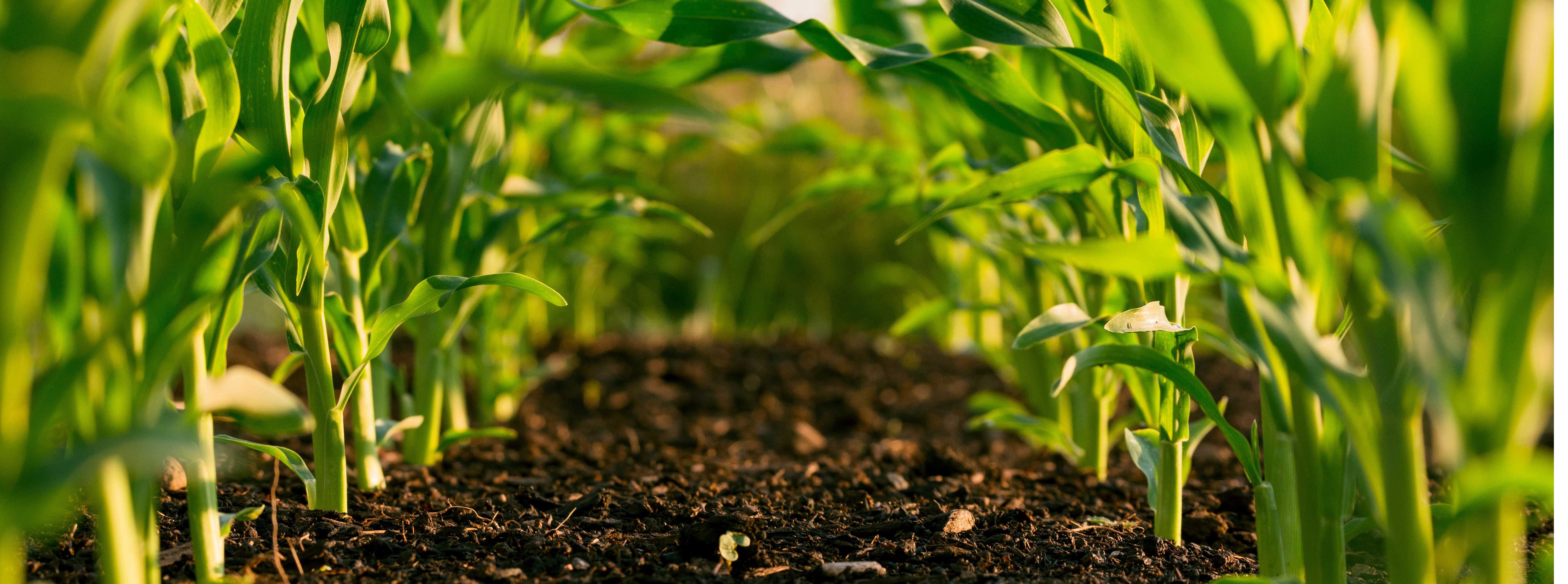 Plants growing