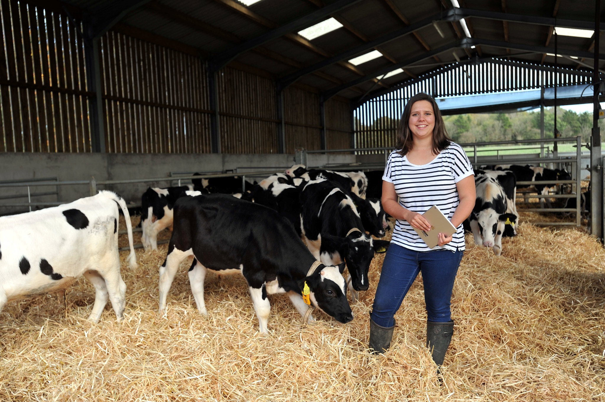 Student with cows on a farm