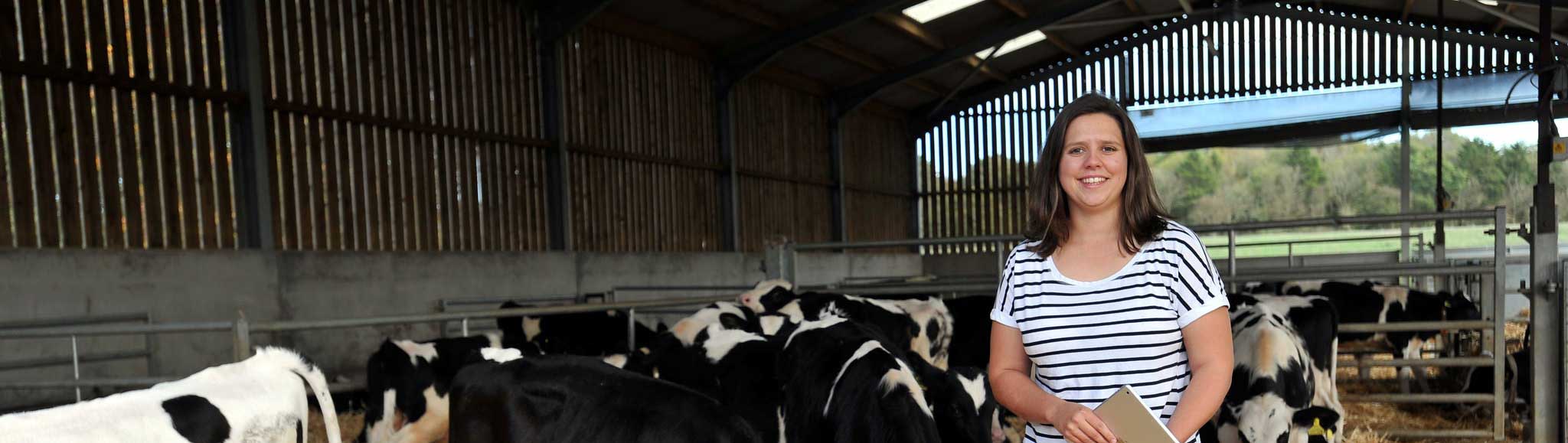 Student in front of cows
