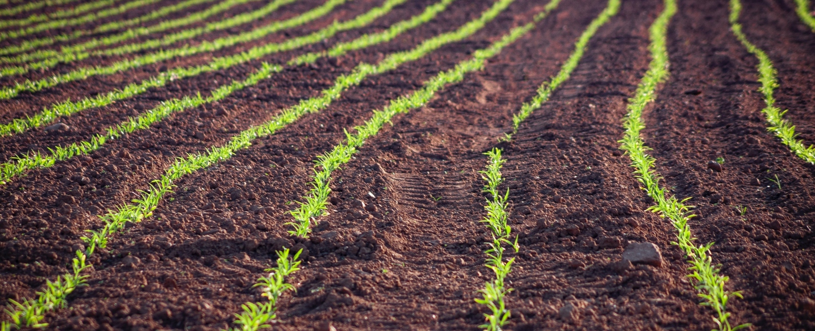 Early crop growth in field