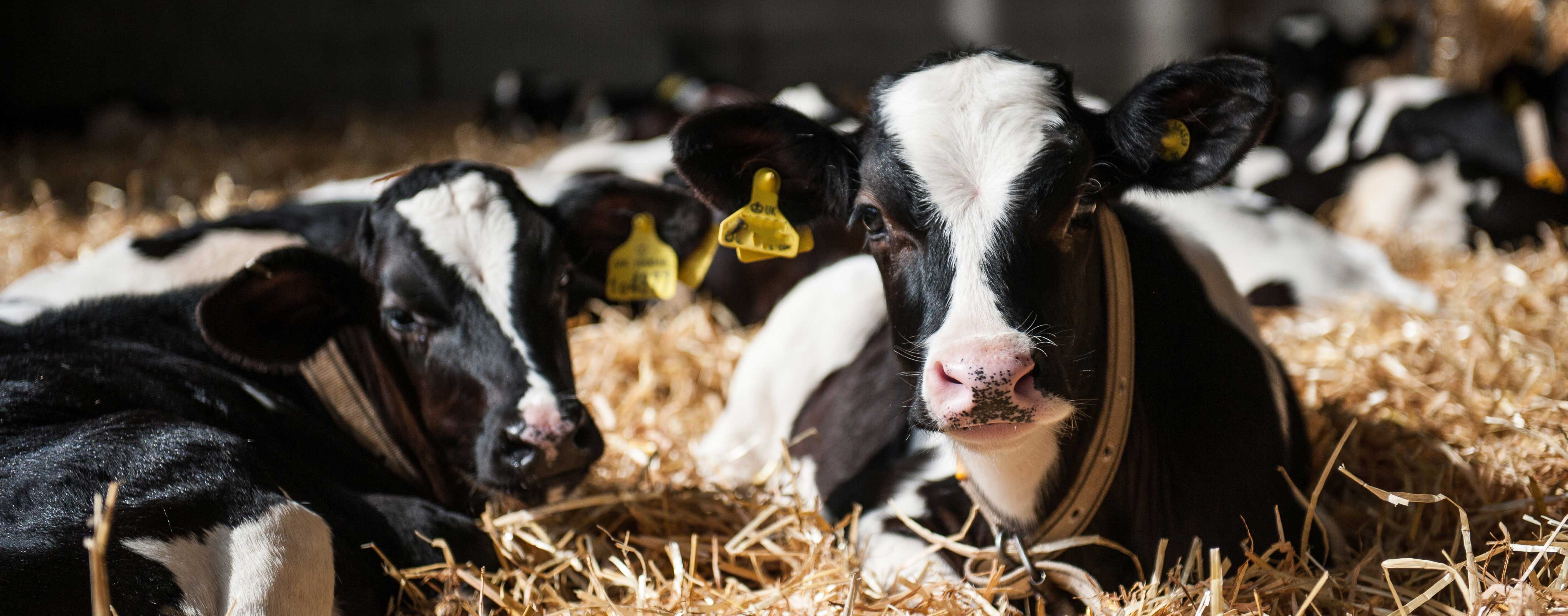 Cows