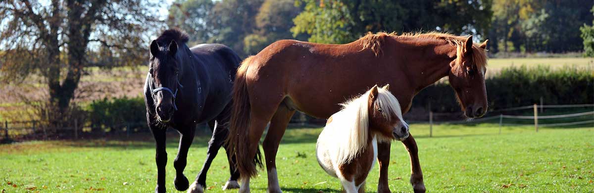 Three horses in a field