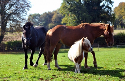 Horses in field