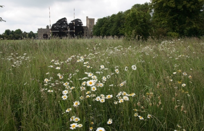 Wildflower meadow on campus