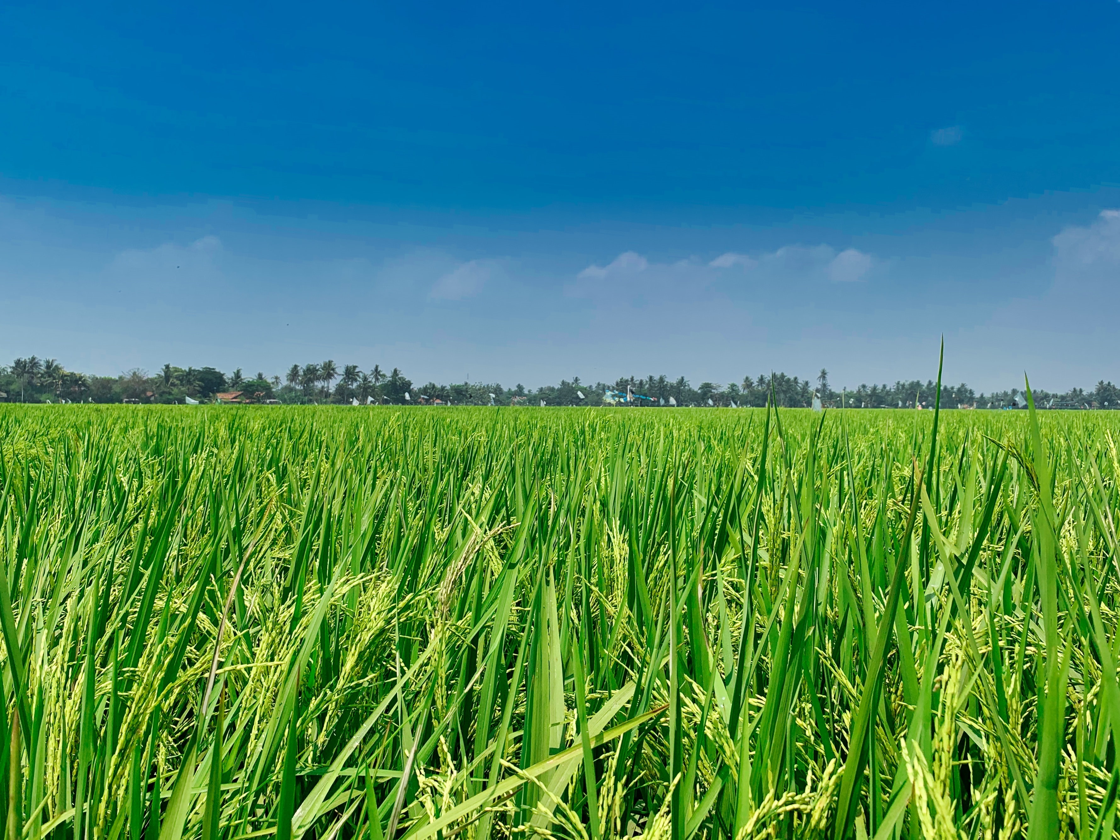 Rice field
