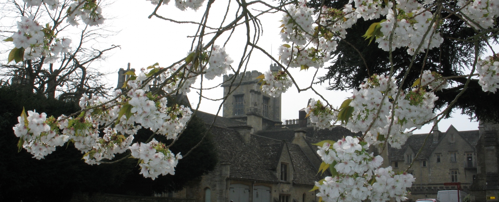 Blossom with main RAU building in background