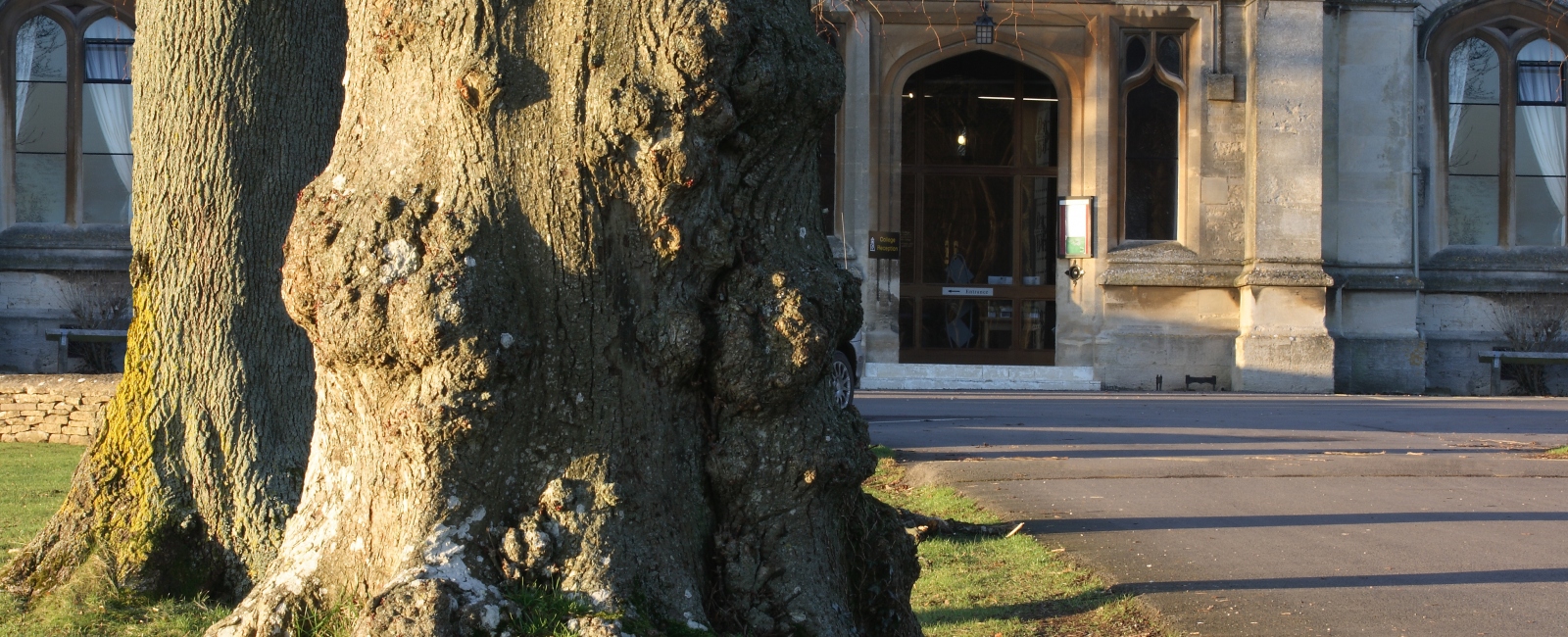 Tree trunk with main RAU building in background