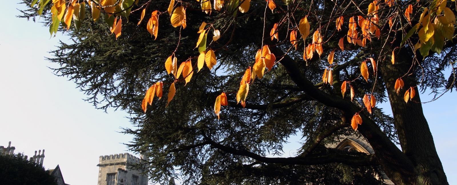 Main RAU building with autumn leaves in foreground