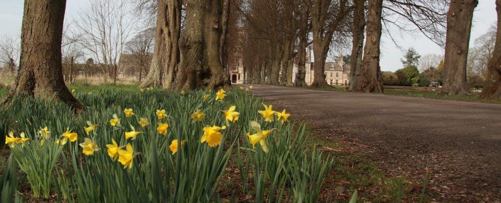 Daffodils on campus main driveway