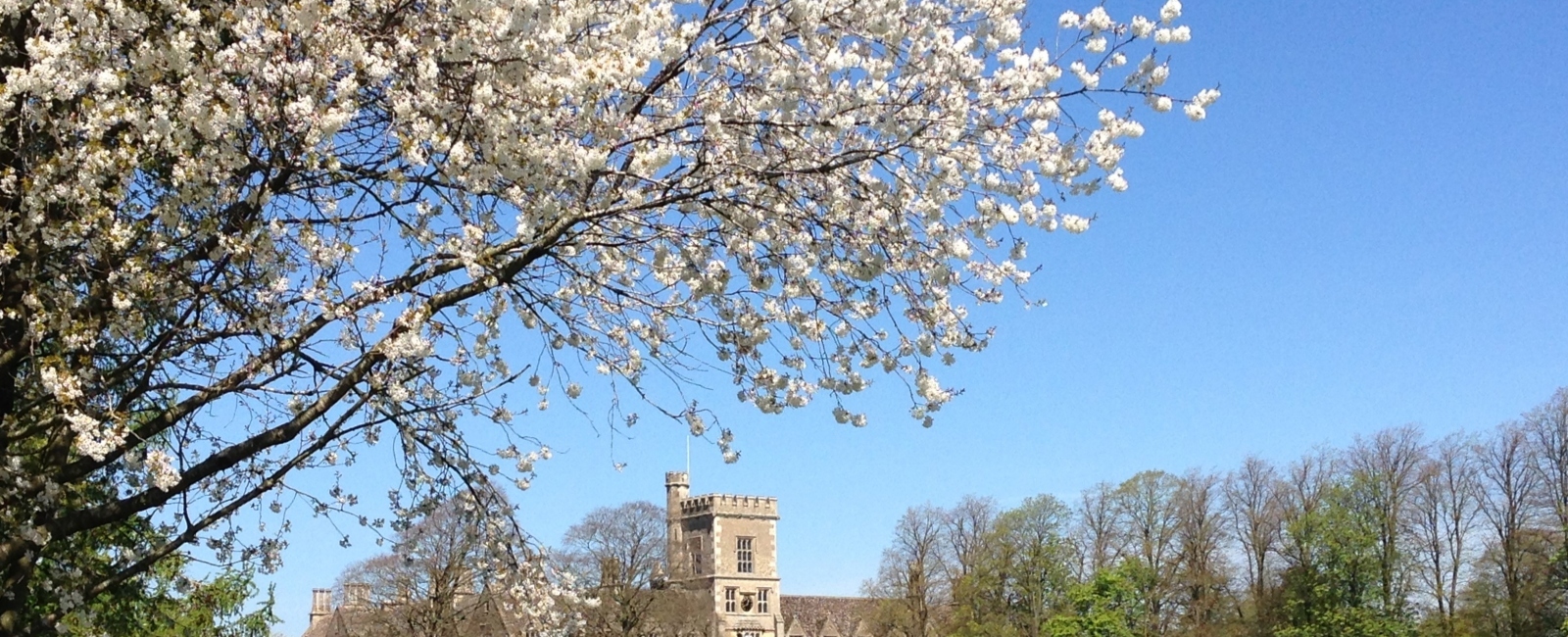 Blossom on a tree at the RAU