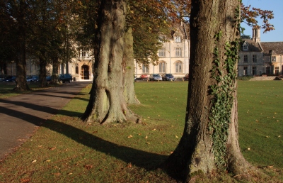 Trees along main driveway