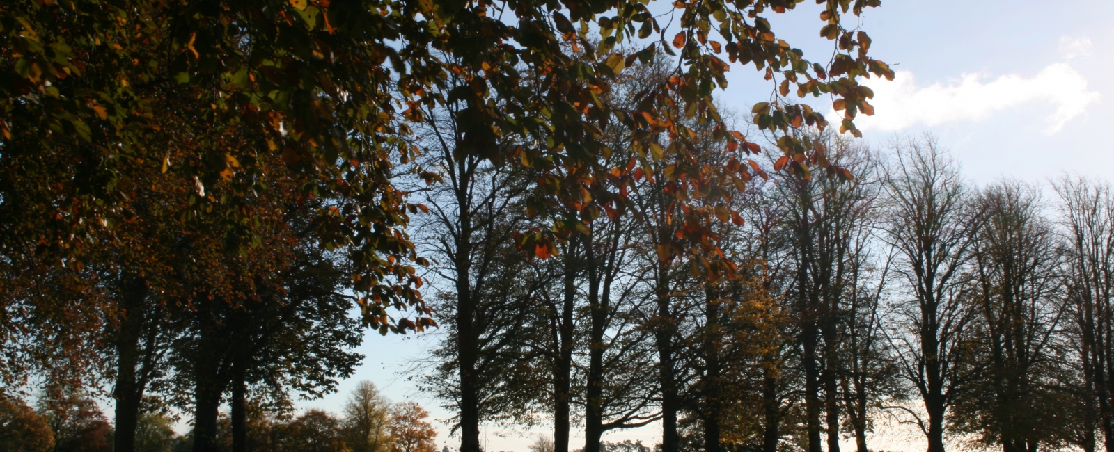 Trees in autumn