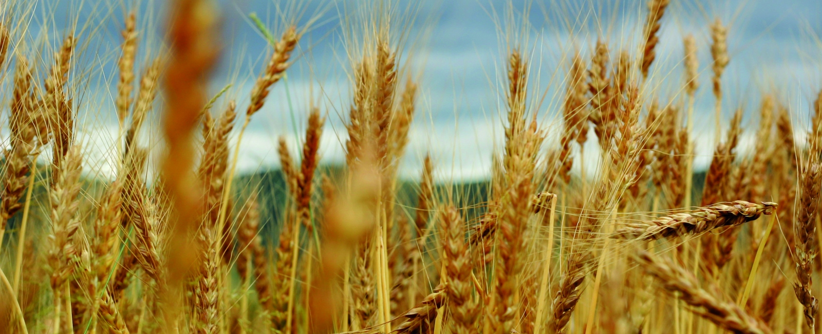 Wheat in a field
