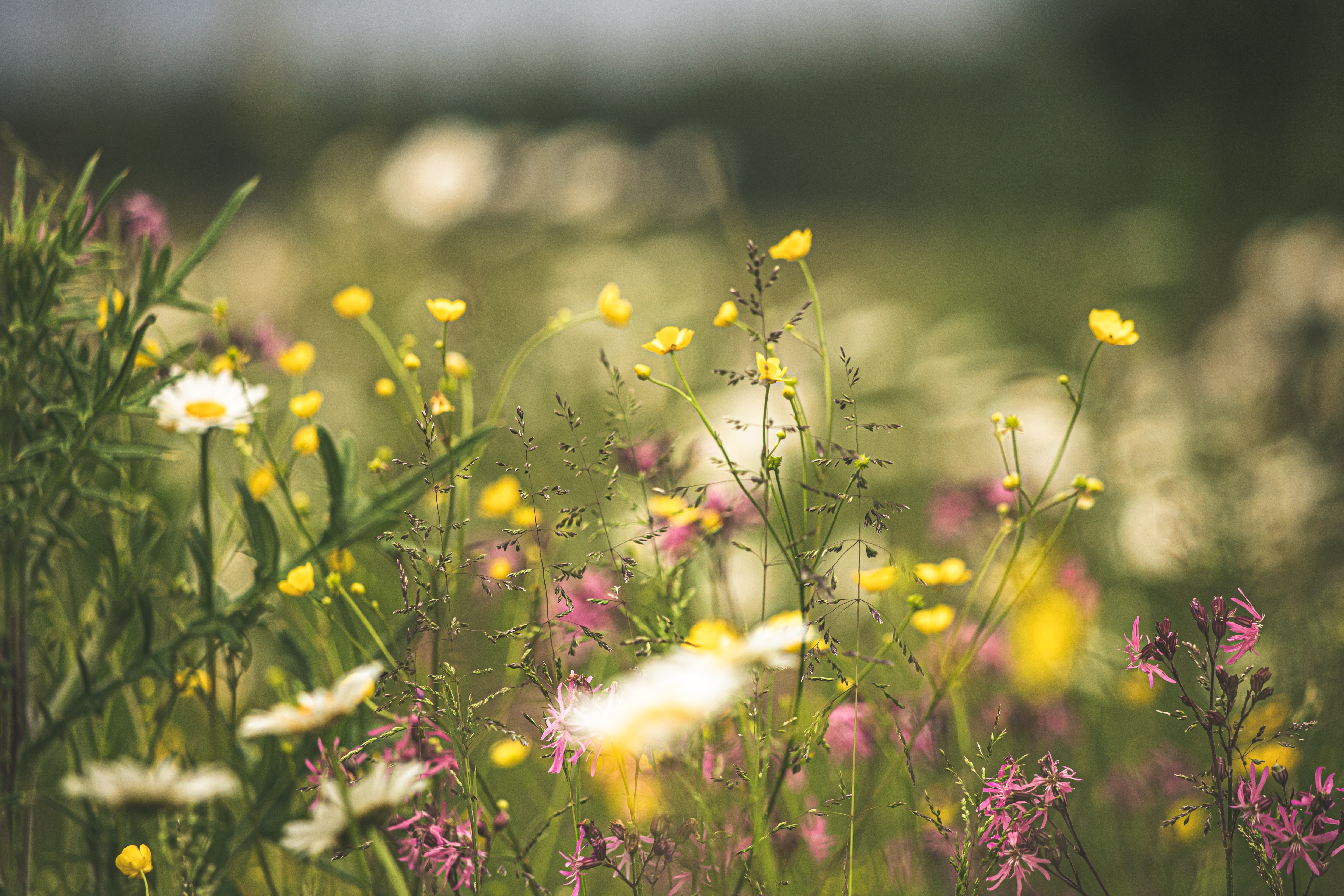 Wildflowers