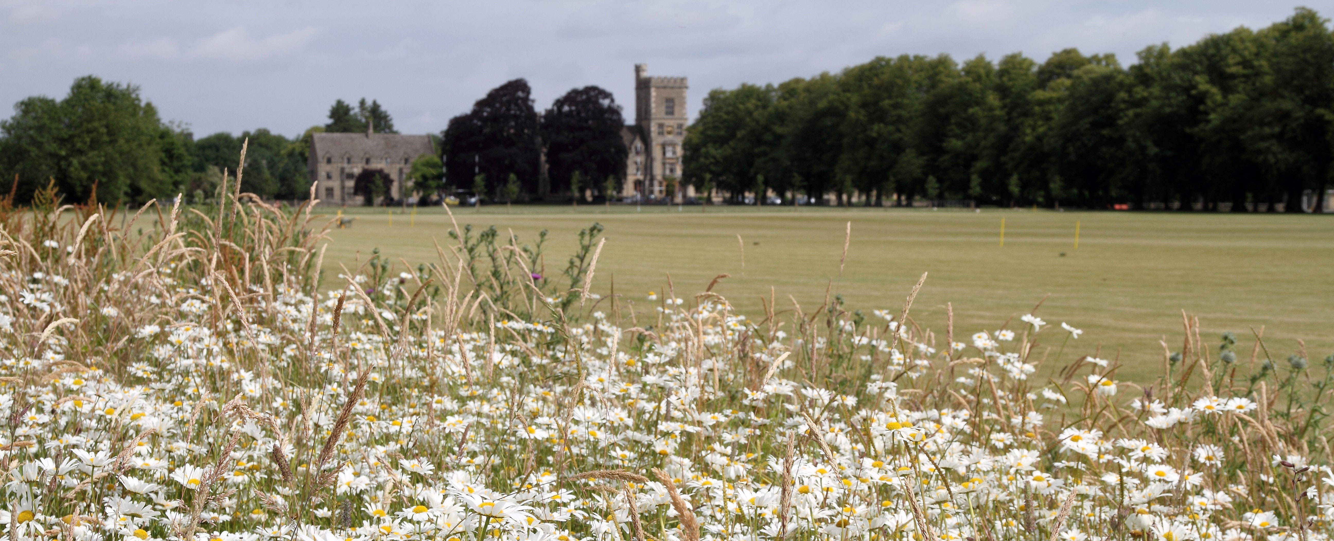 Field of daisies with rau buildings in the background