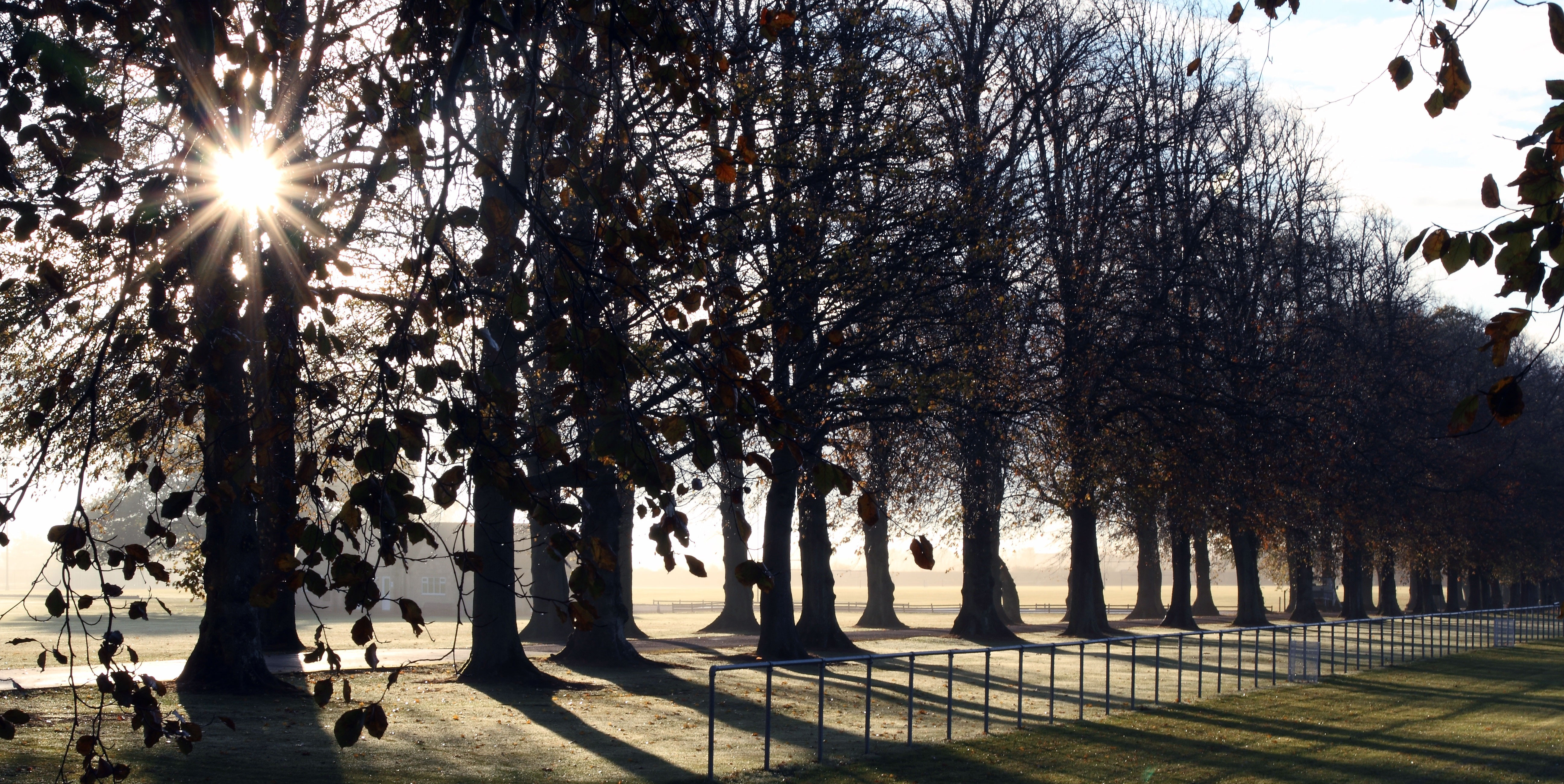 Trees along the main drive with sun rays