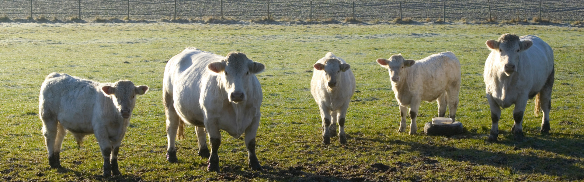 Cows 1