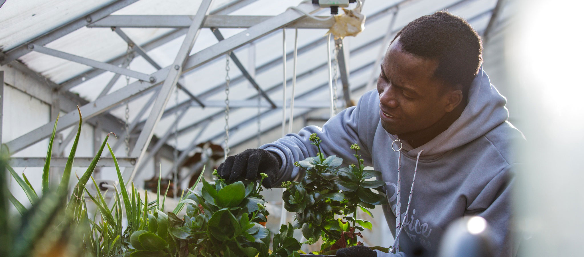 Student tending plants in a greenhouse