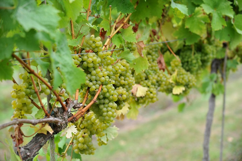 Grapevines