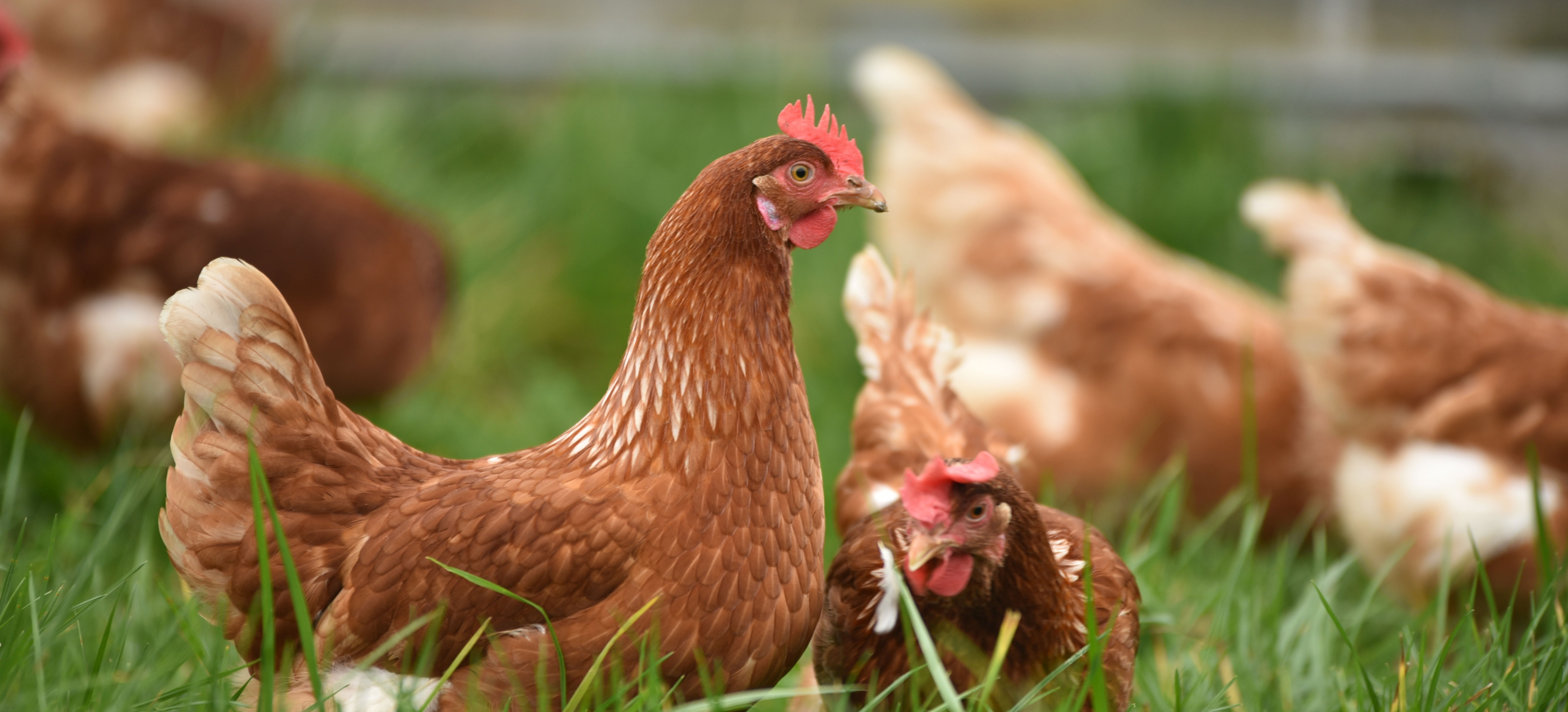 a group of hens