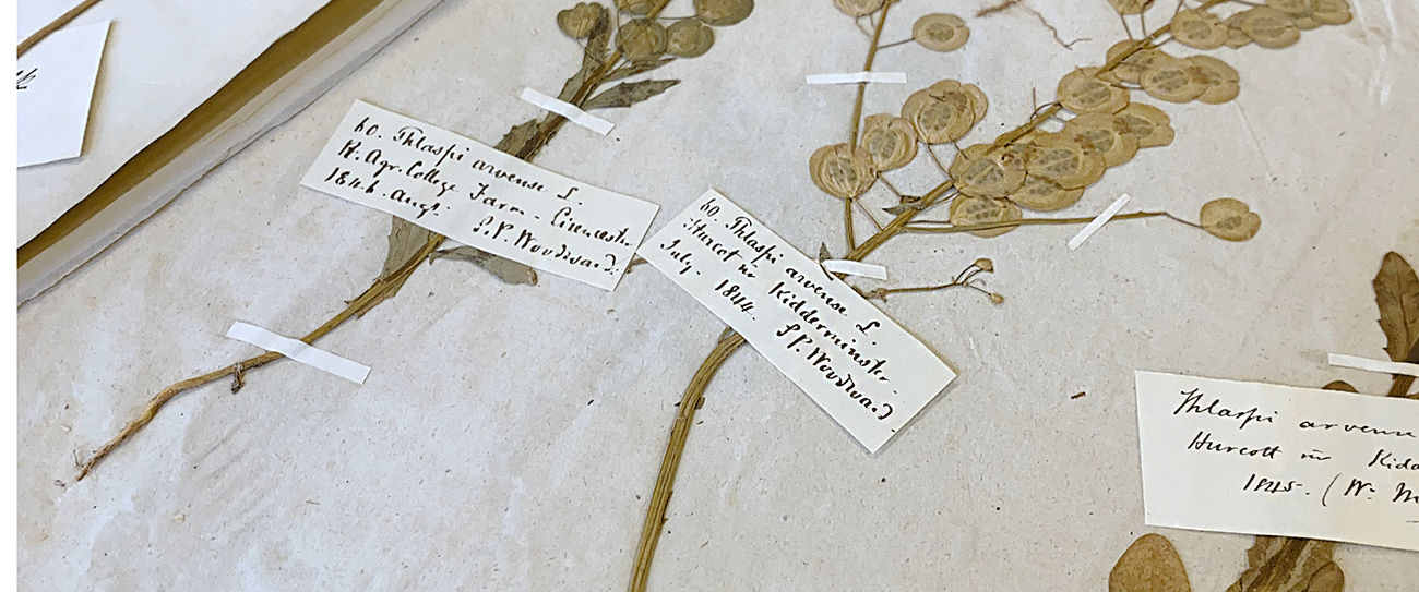 Old botanical dried plants