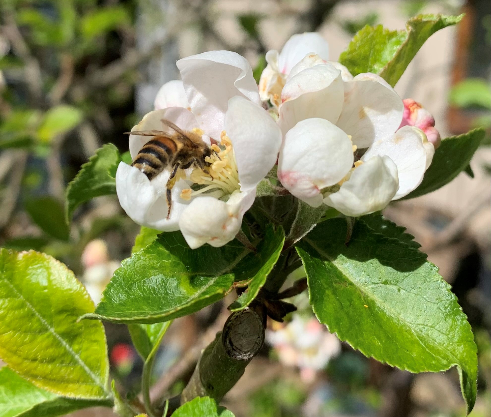 Bee collecting pollen from white apple blossom