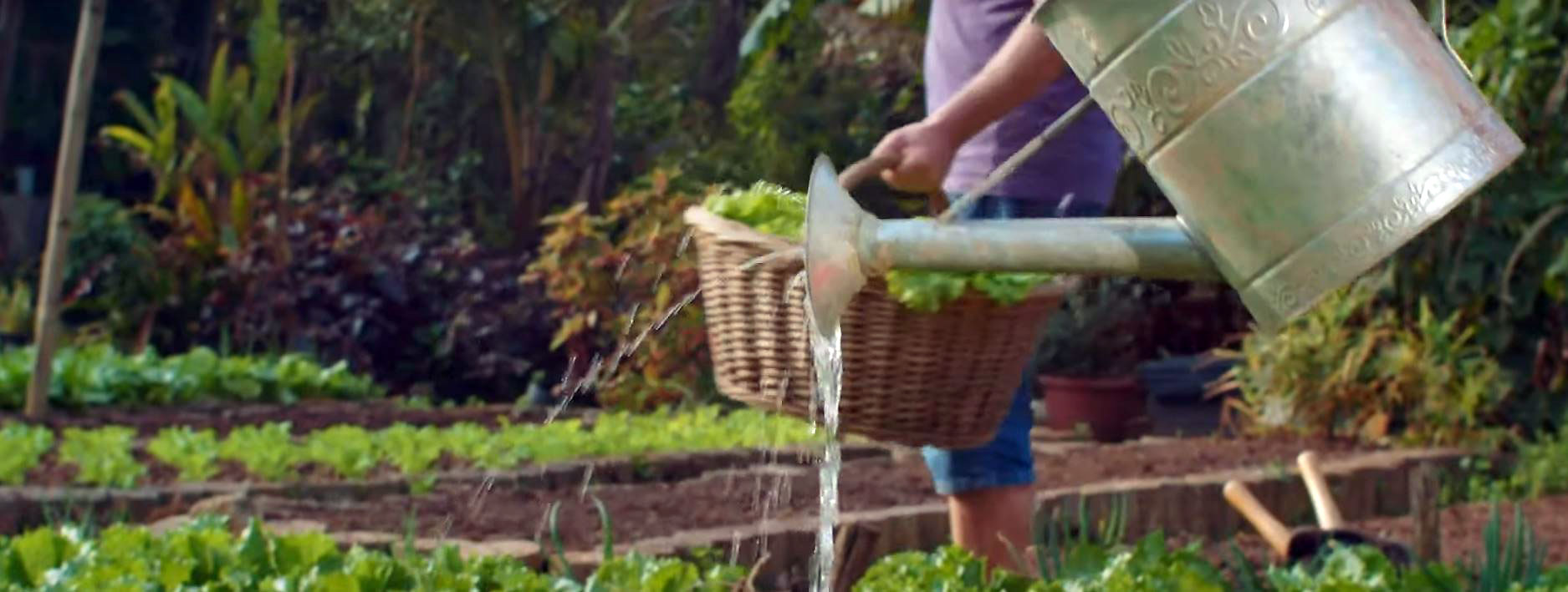 Person watering vegetables and another holding a basket of vegetables