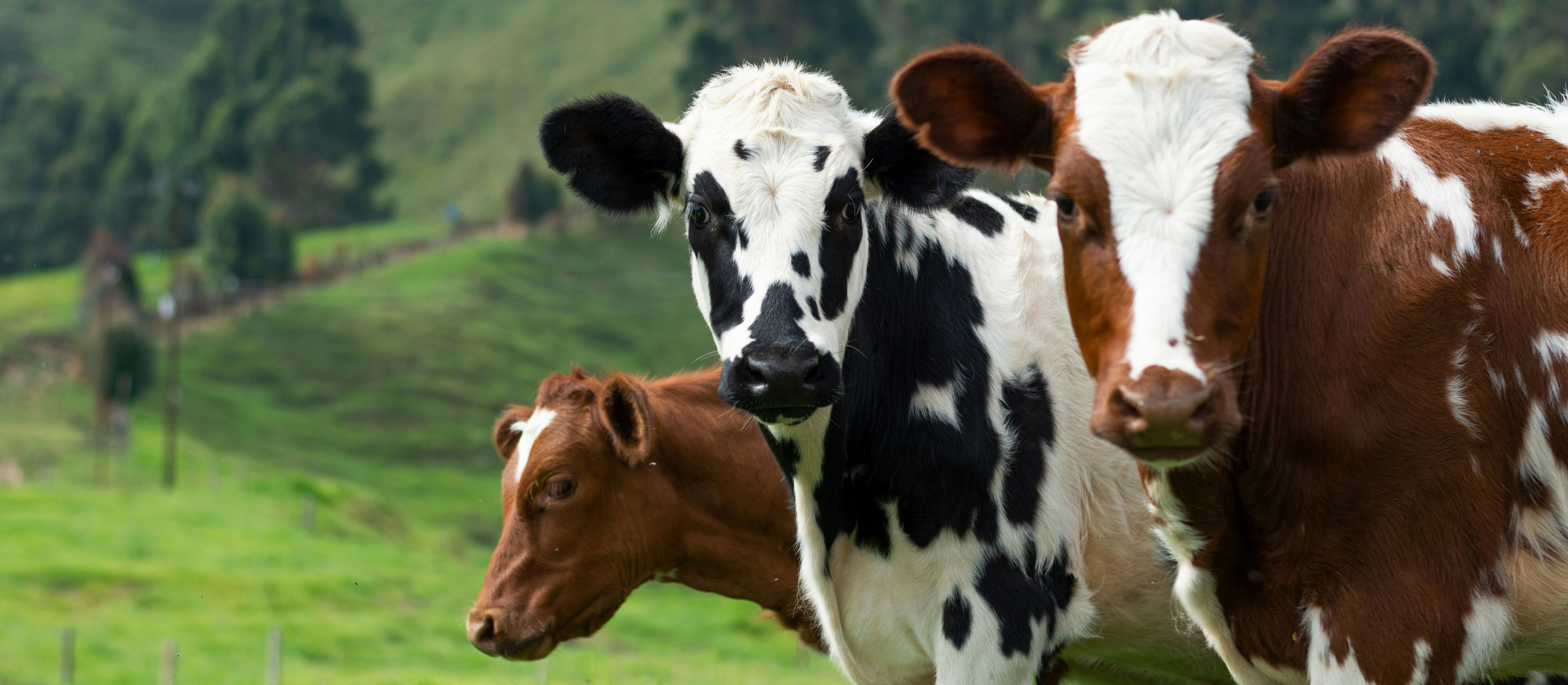 three cows in a field