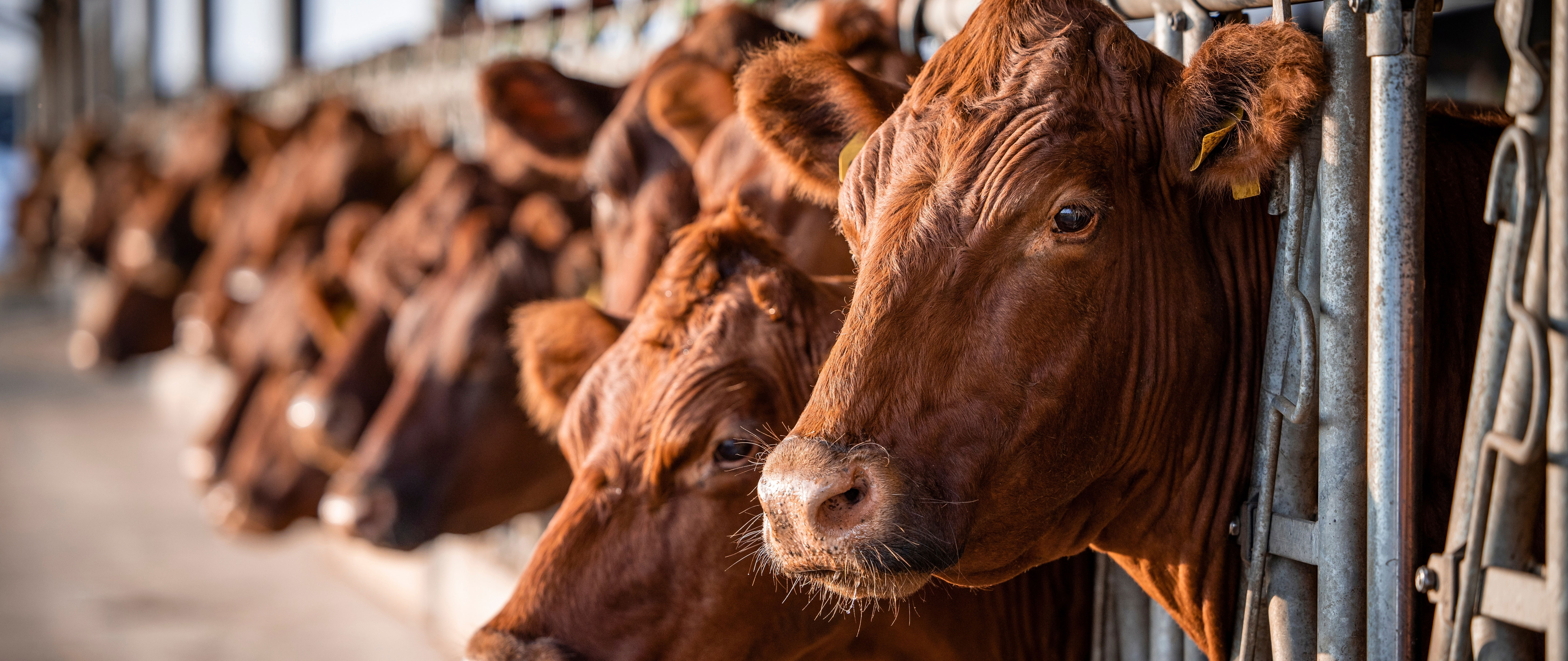 brown cows in a barn