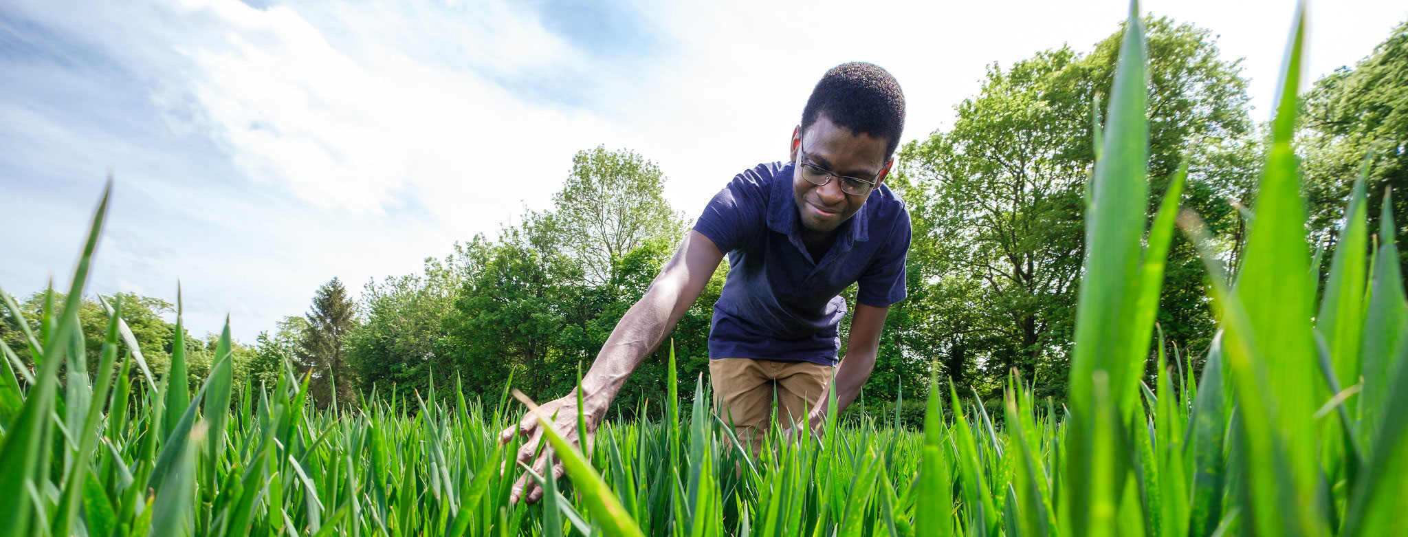 student examining greed wheat growing in a field