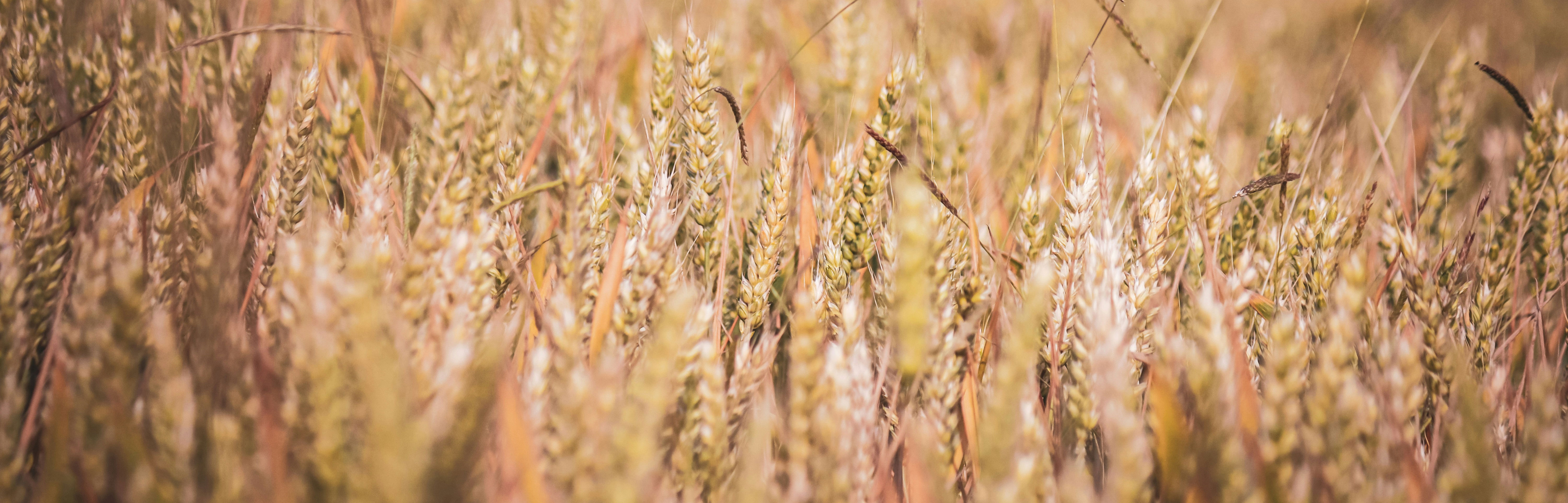 field of wheat growing