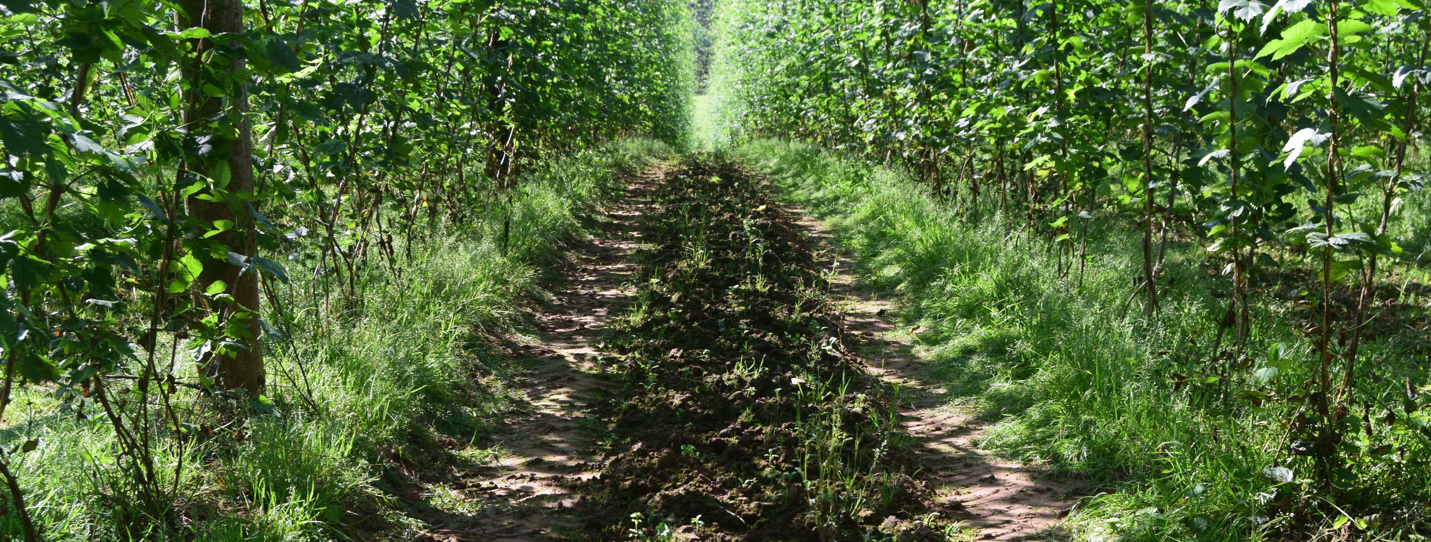 muddy track with hops growing at the side
