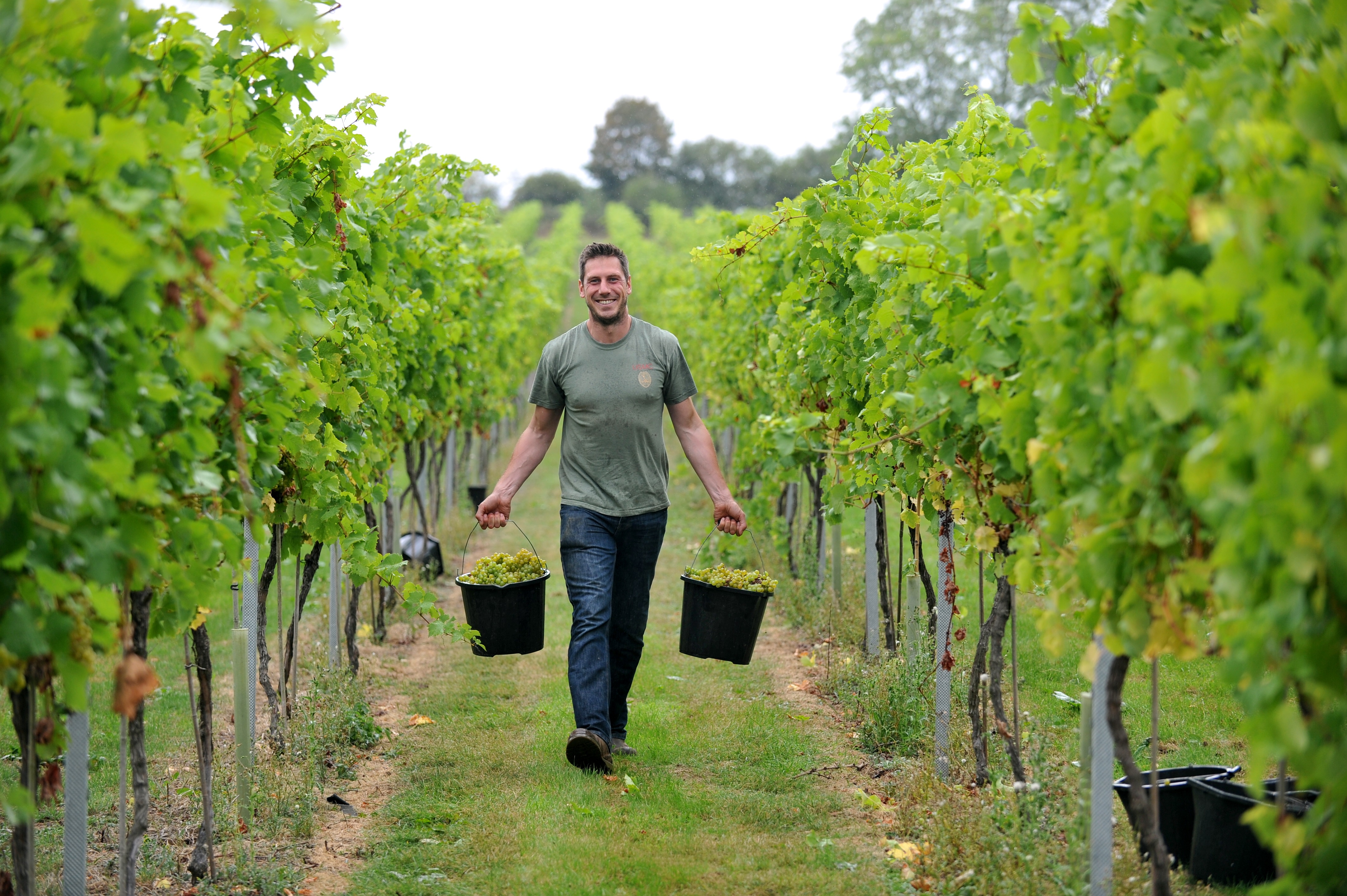 student harvesting grapes at the vineyard