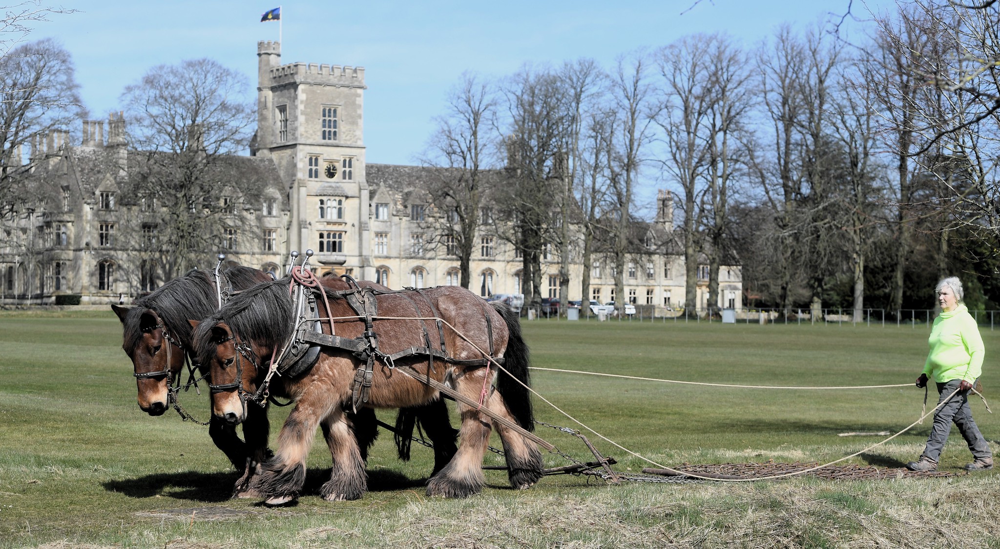 Heavy horses on campus
