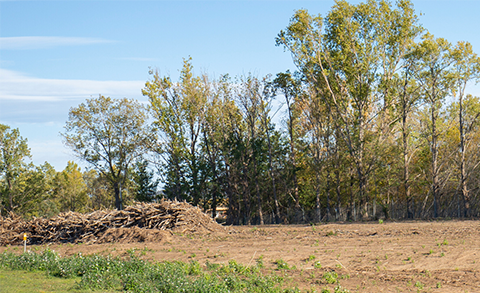 Landscape of trees and soil