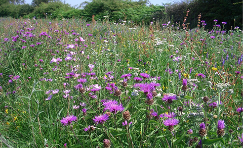 A wildflower meadow