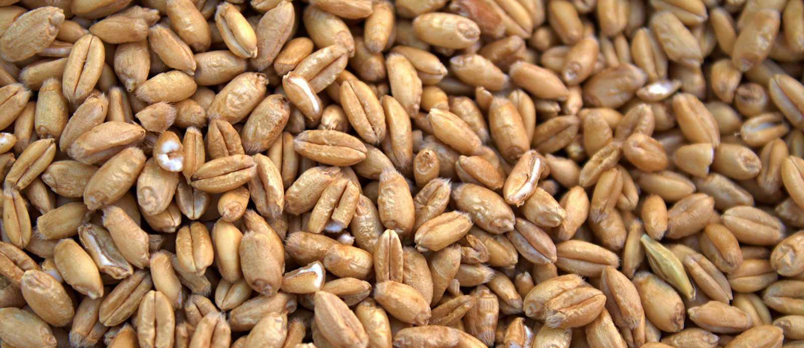 wheat kernals