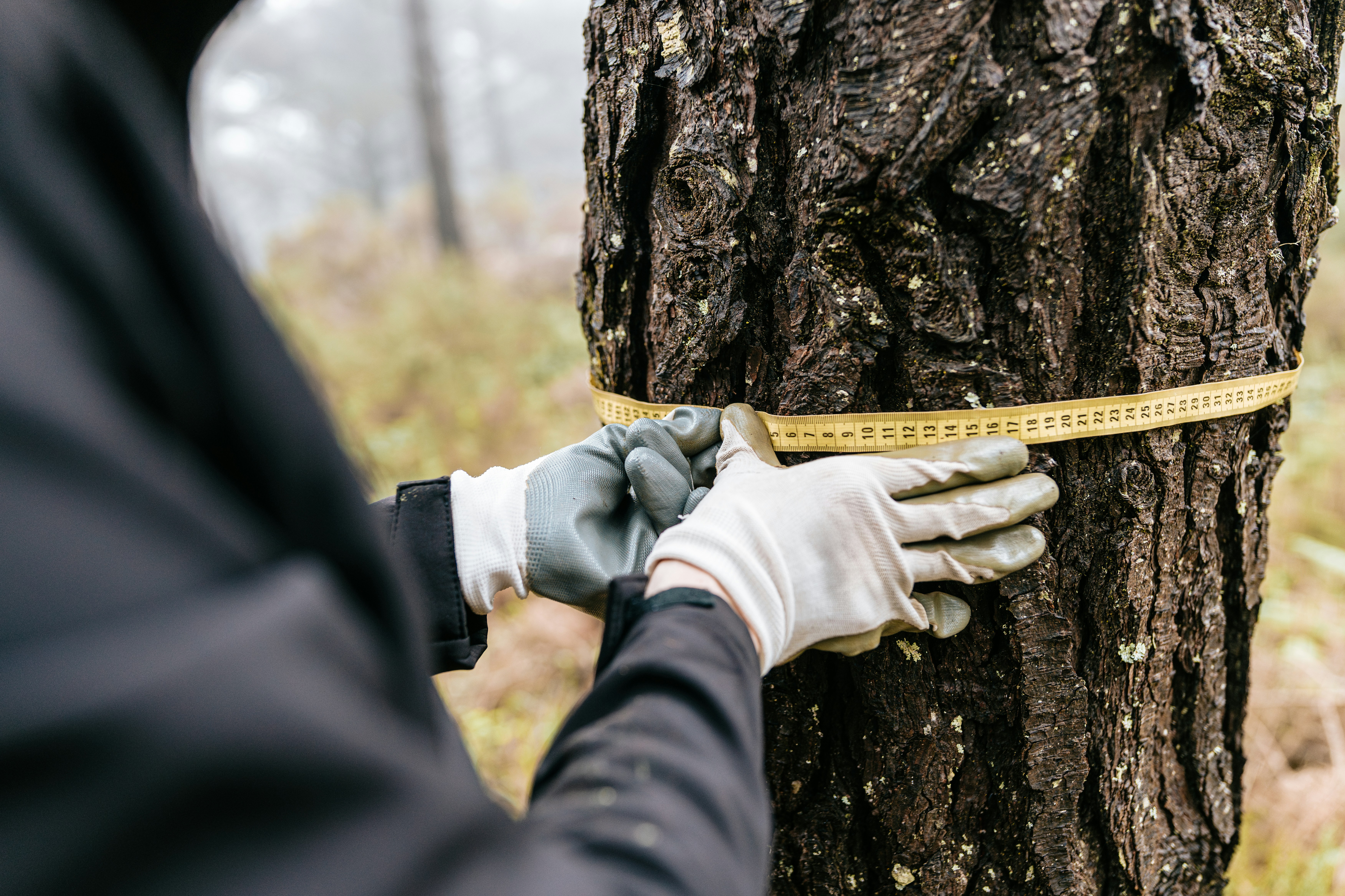 Gloved hands holding a measuring tape around a tree trunk