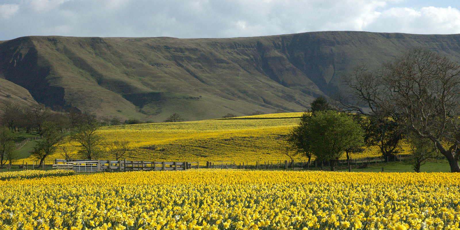 Field of daffodils