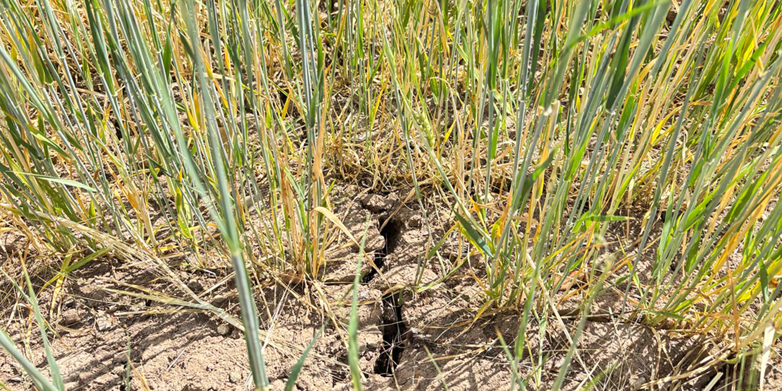 Cracked soils in a spring barley crop during its essential flowering and grain set period and already showing signs of the crop dying back.