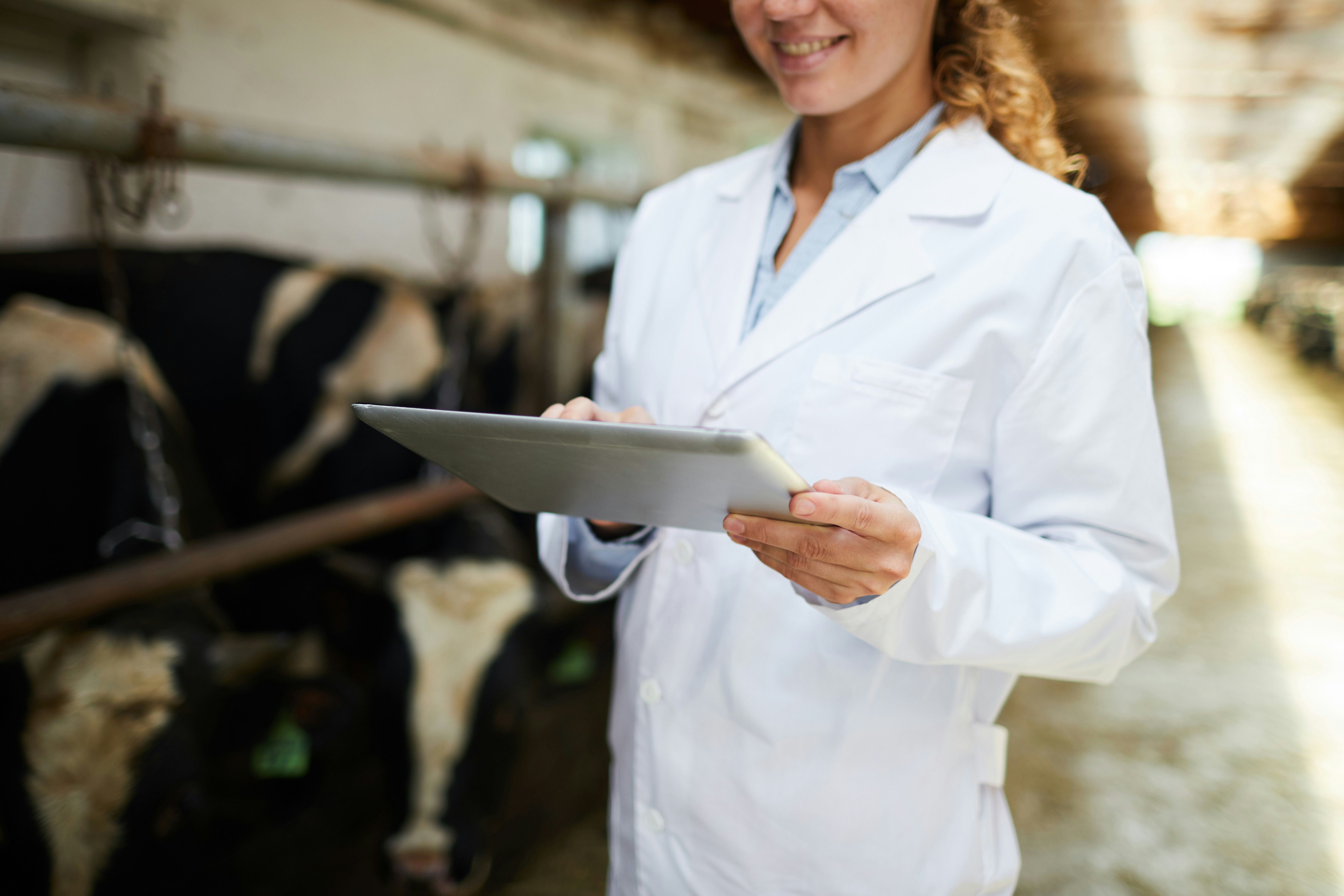 Person in white laboratory coat holding an electronic tablet with cows in the background inside a barn